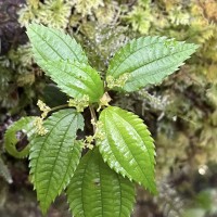 Lecanthus peduncularis (Royle) Wedd.